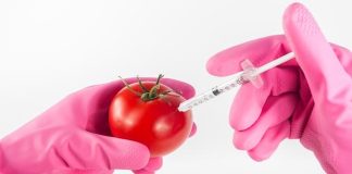 Experts Call for Moratorium Over The Release of GM Crops