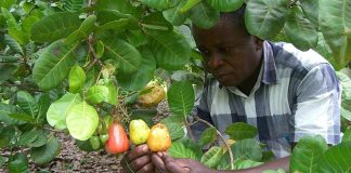 CRIN Collaborates With NEPC to Train Cashew Farmers in Oyo
