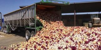 NOPPMAN Calls for Enabling Environment Over Onion Production