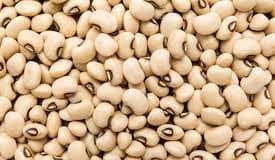 HOMEF Disagrees With NABDA Over B.T. Cowpeas