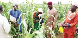 FAO Trains Farmers’ Field School Facilitators in Northeast