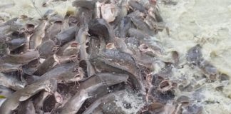 Anambra to Benefit from €48m FISH4ACP Program