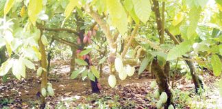 CPFAN Set to Build Mega Processing Factories in Three States