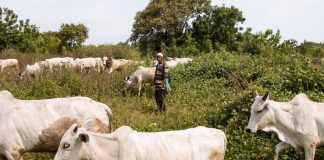 Don Harps on Oilseed Cakes for Organic Livestock Production