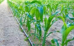 FAO Partners FG to Promote Drip Irrigation in Nigeria