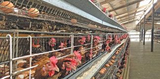 PAN Reacts to TIPRS Funding Over Poultry Industry
