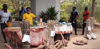 IITA GoSeed Commends Cassava Farmers for Embracing Improved Varieties