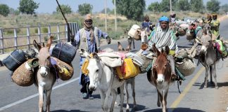 Stakeholders Lament Steady Decline of donkeys