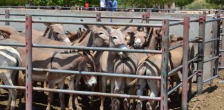 DDAN Warns Against Blanket Ban on Donkey Trading