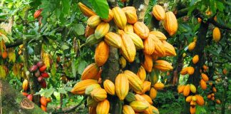 NEPC Calls for Application of Technology in Cocoa Value Chain