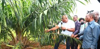 Delta State Partners with Northsworthy Farms Over Oil Palm Production.