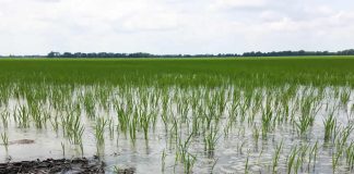Kogi Rice Farmers Cry Out As Flood Submerged Farms