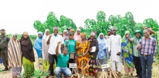 NextGen Introduces New Cassava Varieties to Farmers