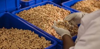 Agric. Minister Laments Low Rate of Cashew Processing