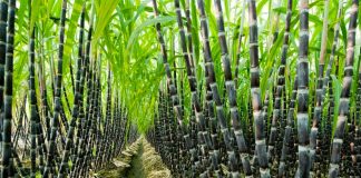 NSDC Calls for Robust Sugarcane Production to Feed Sugar Refineries