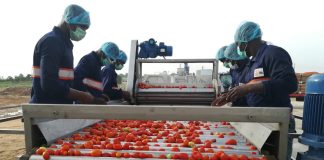 NIHORT Trains Ondo farmers on Tomato Value Addition