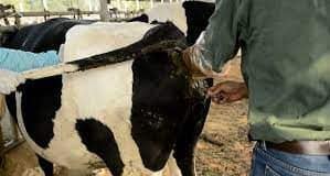 FMARD Partners with Real People Concept to Train Employees in Artificial Insemination