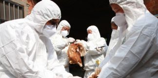 FG to Begin Vaccination of Birds Against Bird Flu