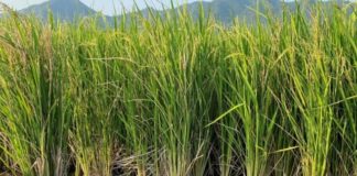 NCRI Develops Two Flood-Resistant Rice Varieties