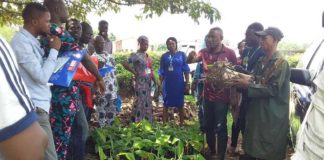 NIHORT Warns Against use of Carbide to Ripen Banana