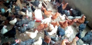 Economic Potential of Noiler Birds