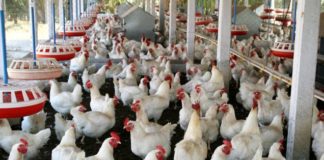PAN Laments Multiple Taxation in Poultry ProductionÂ