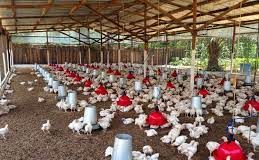Economic Prospects Of Broilers