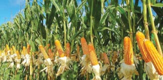 ARI Laments Resistance of Farmers to Adoption of Improved Varieties