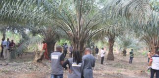 Edo Partners Firm to Expand Palm Oil Production
