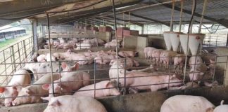 Creating Wealth Through Pig Farming