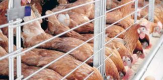 FIPAN Forecasts Scarcity of Chicken, Eggs, and Other Livestock Products