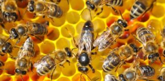 FAO Eulogizes Slovenia Over World Bee Day, Harps on Food Security
