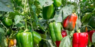 AFGEAN Woes Farmers on Economic Potential of Bell Pepper
