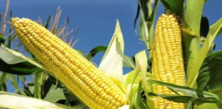IAR Introduces Hybrid Maize to Improve Yields by 43 %