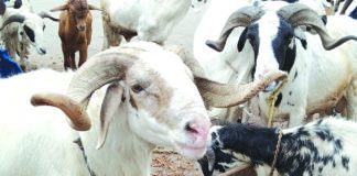 How to Start a Successful Sheep Farming Business