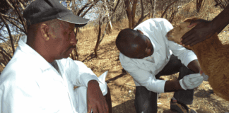 FMARD Develops Strategy to Improve Animal Welfare During Emergencies