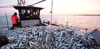 EU,FAO, ECOWAS, Collaborate Over Fishery Management in West Africa