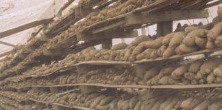 How To Make Money From Processing Yam Tuber To Yam Flour