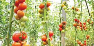 FG Trains Youths and women on Modern Tomato Production