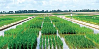 NSEMA Raises Alarm as Floods Affect Farms