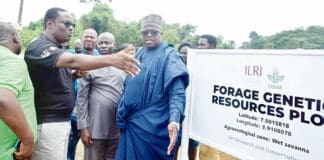 ILRI Launches Forage Genetic Resources Unit at IITA to Revolutionize Livestock Farming