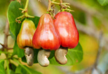 Nigeria’s Cashew Industry Set for Major Boost as Stakeholders Call for Supportive Policies and Regulations. Cashew Fruits