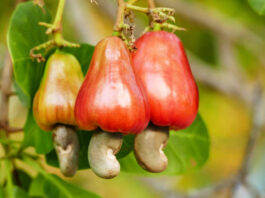 Cashew Fruits