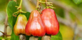 Nigeria’s Cashew Industry Set for Major Boost as Stakeholders Call for Supportive Policies and Regulations. Cashew Fruits