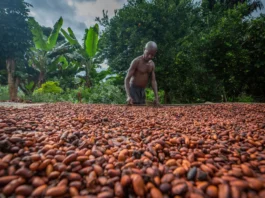 cocoa farming