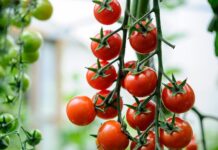 Tuta Absoluta Outbreak Threatens Nigeria’s Tomato Production Tomatoes