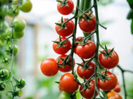 Tomatoes