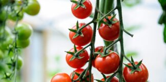 Tuta Absoluta Outbreak Threatens Nigeria’s Tomato Production Tomatoes